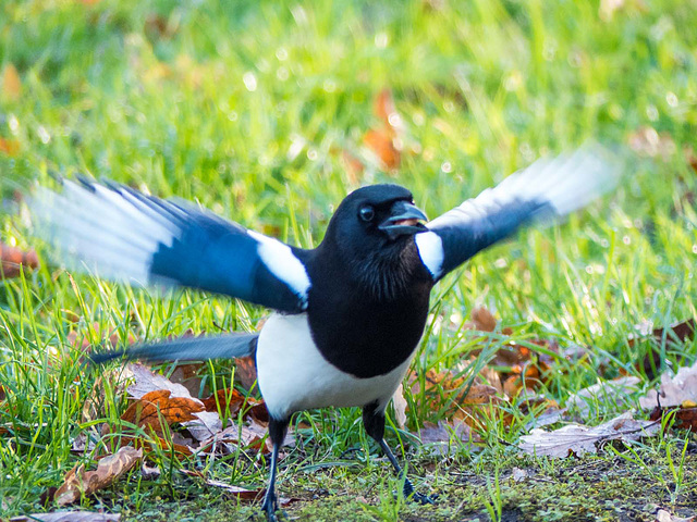 Ready for takeoff