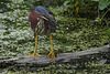 Green Heron