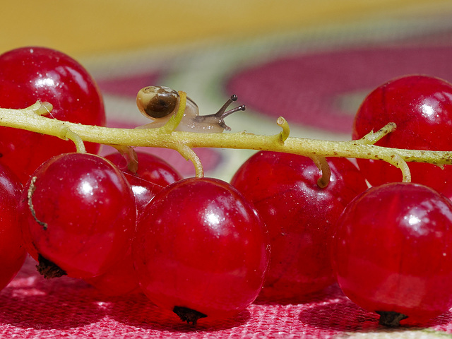 ohne Netz und doppeltem Boden - PiP