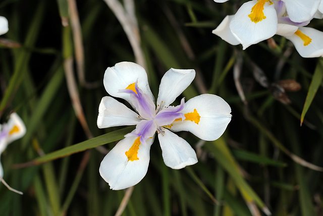 Dietes grandiflora, San Francisco USA L1020720