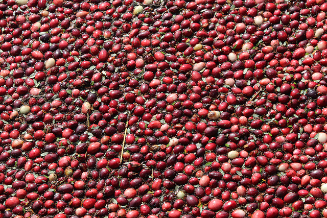 Floating cranberries