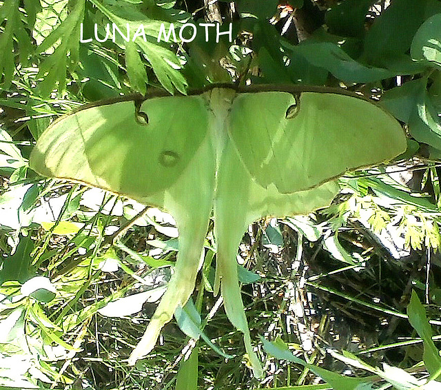 Luna Moth.