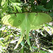 Luna Moth.