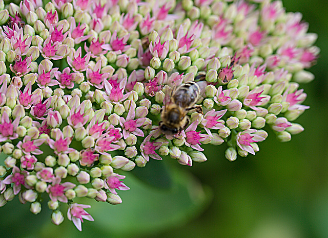 20210902 4375VRMw [D~LIP] Fetthenne (Sedum 'Herbstfreude'), Honigbiene, Bad Salzuflen