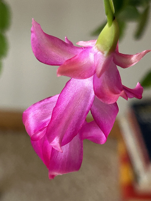Christmas cactus