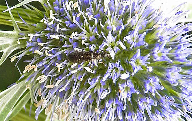 20230722 2784CPw [D~LIP] Flachblättriger Mannstreu (Eryngium planum), Wollhaarkäfer (Dasytes agg), Bad Salzuflen