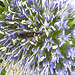 20230722 2784CPw [D~LIP] Flachblättriger Mannstreu (Eryngium planum), Wollhaarkäfer (Dasytes agg), Bad Salzuflen