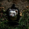 20240908_halberstadt tiergarten (d800+d2x)