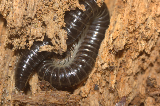 IMG 4955Milipede Perival Nature Reserve 30th May 2015Canon550