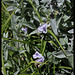 Tradescantia