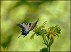 In Late July, the Swallowtails Returned