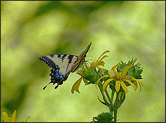 In Late July, the Swallowtails Returned