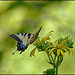 In Late July, the Swallowtails Returned