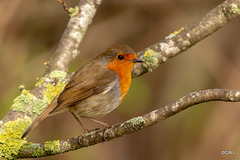 The Gazebo Robin pitched up today with a mate!