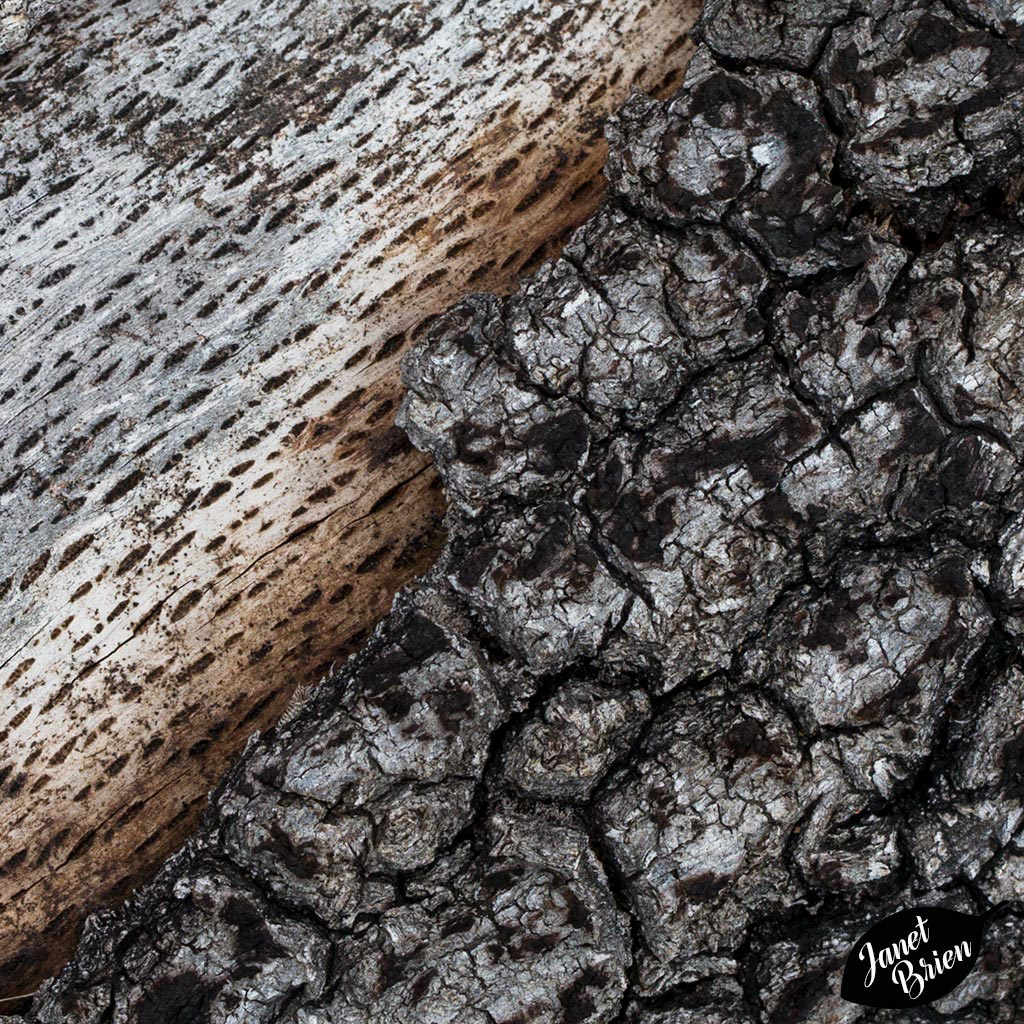 Pictures for Pam, Day 150: Macro Monday: Bark Bark Bark!!