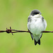 Tree Swallow fledgeling