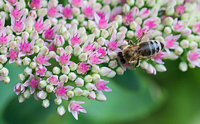 20210902 4377VRMw [D~LIP] Fetthenne (Sedum 'Herbstfreude'), Honigbiene, Bad Salzuflen