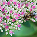 20210902 4377VRMw [D~LIP] Fetthenne (Sedum 'Herbstfreude'), Honigbiene, Bad Salzuflen