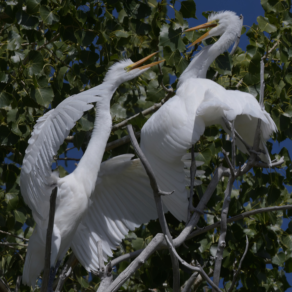 Great Egrets