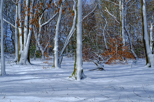 snow plastered trees in sunshine #2