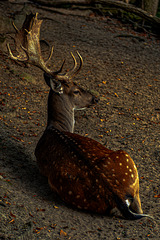 20240908_halberstadt tiergarten (d800+d2x)