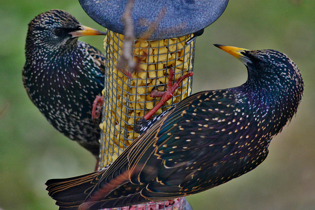 Starlings