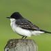 Eastern Kingbird