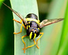 Hoverfly. Chrysotoxum bicintum