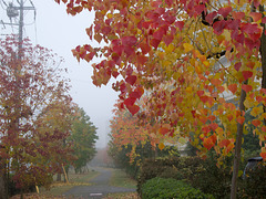 Chinese tallow trees