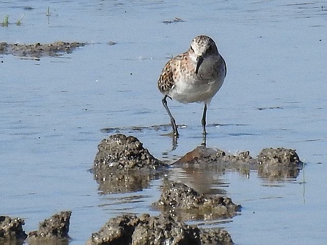 20170518 1562CPw [A+H] Sanderling (Calidris alba), Neusiedler See