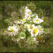 Daisies at the river's edge