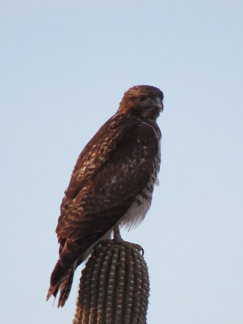 Desert Hawk