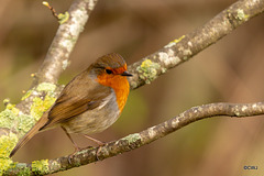 The Gazebo Robin pitched up today with a mate!