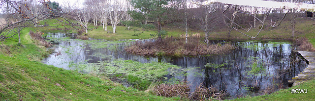 The Pond