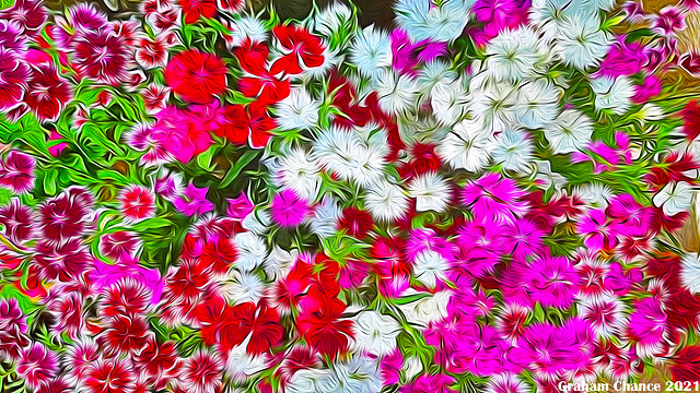 Dianthus impressions