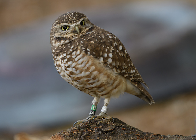 Burrowing Owl