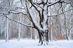 Snowy trees Big Oak #2