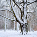 Snowy trees Big Oak #2