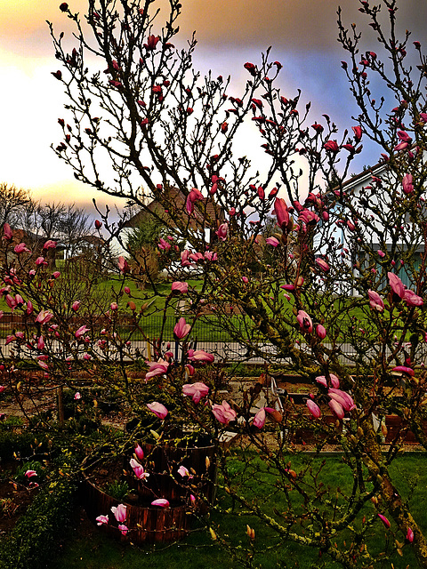Magnolia im März
