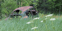 Some oldies in the bush.