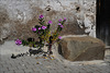 Catharanthus roseus, Penedos, HBM