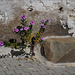 Catharanthus roseus, Penedos, HBM