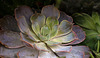 L'Echeveria
