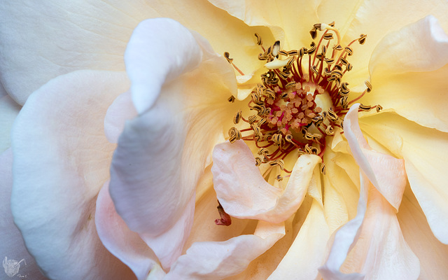 A weekend rose