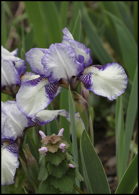 Iris 'Jenny Grace'