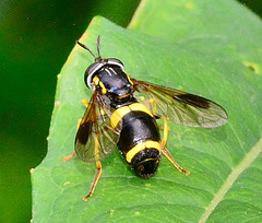 Hoverfly. Chrysotoxum bicintum