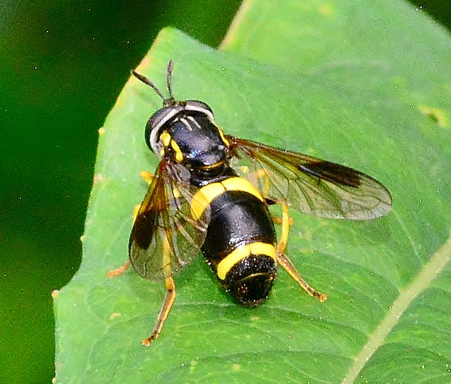 Hoverfly. Chrysotoxum bicintum