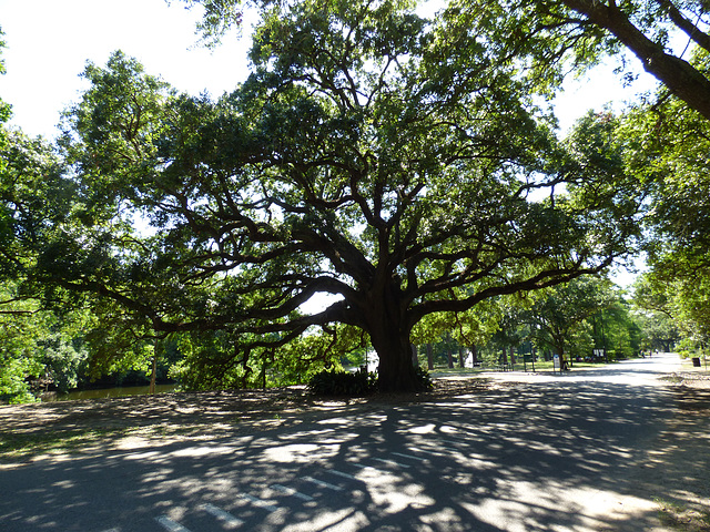 Audubon Park