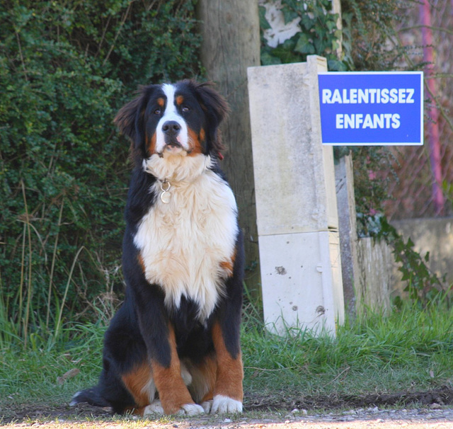 Police de la route nouveau style