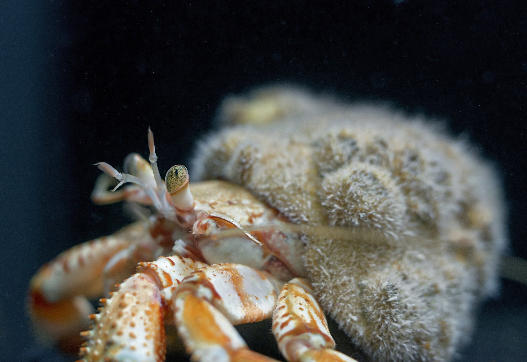 Pagurus bernhardus; Aquarium Helgoland